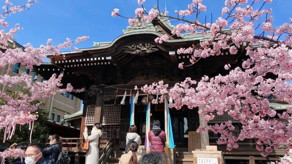 🌸 사쿠라 신궁 (桜神宮) 이미지 7